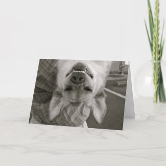 Cartão Happy Birthday dog card