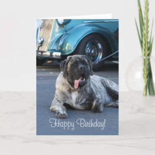 Cartão Happy Birthday English Mastiff Greeting Card