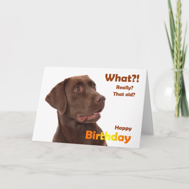Cartão Happy Birthday fun card with Labrador dog (Frente)