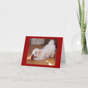 Cartão Happy Birthday - Havanese Puppy