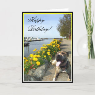Cartão Happy Birthday Pitbull greeting card