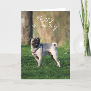 Cartão Happy birthday Pug in the park greeting card