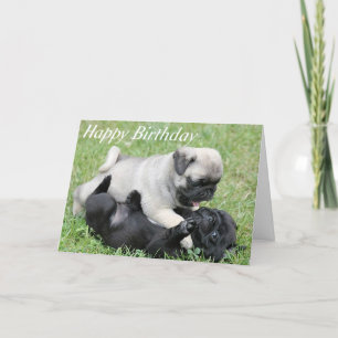 Cartão Happy Birthday Pug Puppy Dog Greeting Card