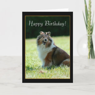 Cartão Happy Birthday Shetland Sheepdog greeting card