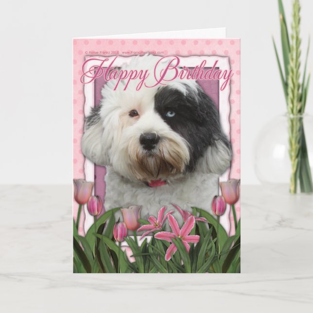 Cartão Happy Birthday - Tibetan Terrier (Frente)