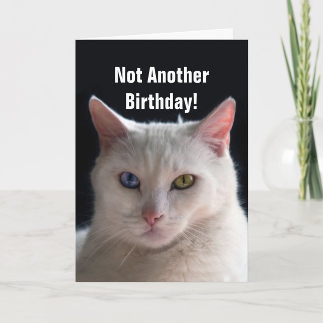 Cartão Happy Birthday Turkish Angora Cat Humor (Frente)