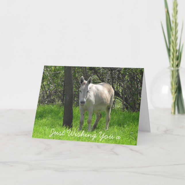 Cartão Happy Birthday White Donkey Photo (Frente)