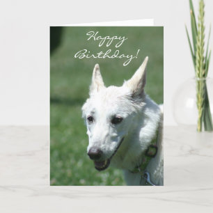 Cartão Happy Birthday White German Shepherd greeting card