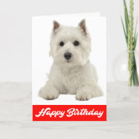 Happy Birthday White Highland Terrier Puppy Dog