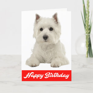 Cartão Happy Birthday White Highland Terrier Puppy Dog