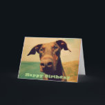 Cartão Happy Birthday with a Cute Doberman<br><div class="desc">Happy Birthday greeting with a message inside. A cute and funny closeup photo of a curious and inquisitive doberman dog,  with a big brown nose,  soft brown eyes and natural floppy ears. Photo touched up to give it an old nostalgic quality.</div>