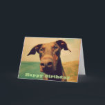 Cartão Happy Birthday with a Cute Doberman<br><div class="desc">Happy Birthday greeting with a message inside. A cute and funny closeup photo of a curious and inquisitive doberman dog,  with a big brown nose,  soft brown eyes and natural floppy ears. Photo touched up to give it an old nostalgic quality.</div>