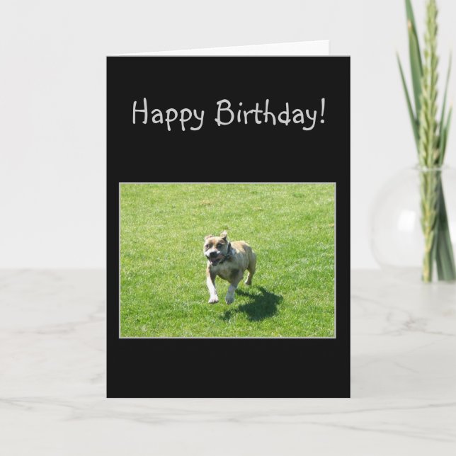 Cartão Happy Bithday Pitbull greeting card (Frente)