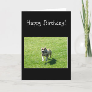 Cartão Happy Bithday Pitbull greeting card