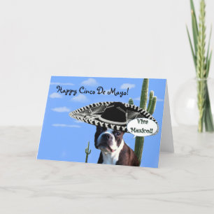 Cartão Happy cinco de Mayo boston terrier greeting card