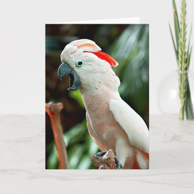 Cartão Happy cockatoo greeting card (Frente)