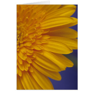 Cartão Happy Gerber Daisy