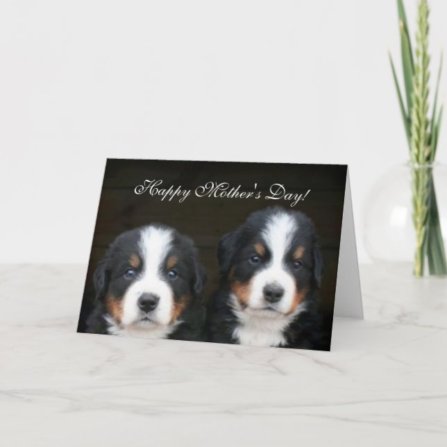 Cartão Happy Mother's Day Bernese Puppies greeting card (Frente)