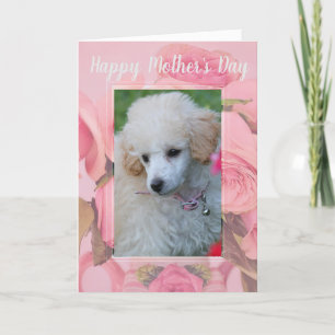 Cartão Happy Mother's Day poodle puppy greeting card