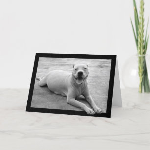 Cartão Happy pitbull greeting card