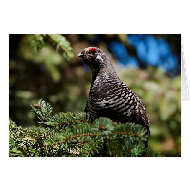 Cartão Happy Spruce Grouse (Frente horizontal)