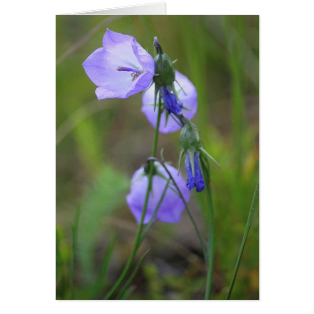 Cartão Harebell (Frente)
