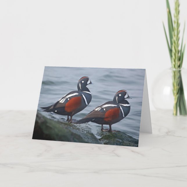 Cartão Harlequin Ducks 7 x 5 Folded Greeting Card - blank (Frente)