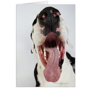 Cartão Harlequin great dane com boca aberta, fim-acima,