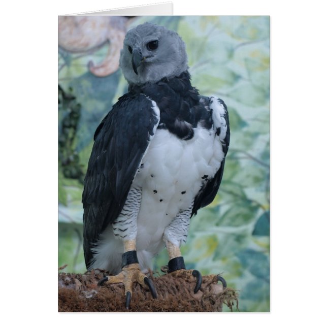 Cartão Harpy Eagle (Frente)