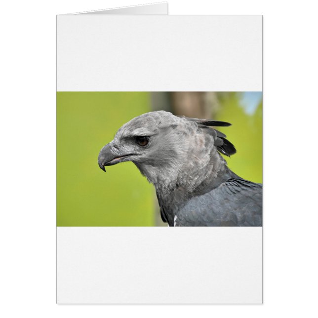 Cartão Harpy Eagle 2.JPG (Frente)