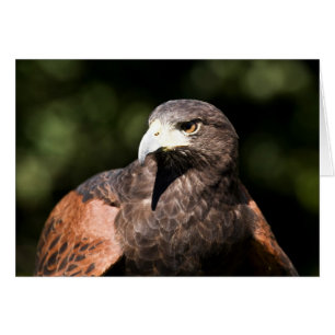 Cartão Harris Hawk