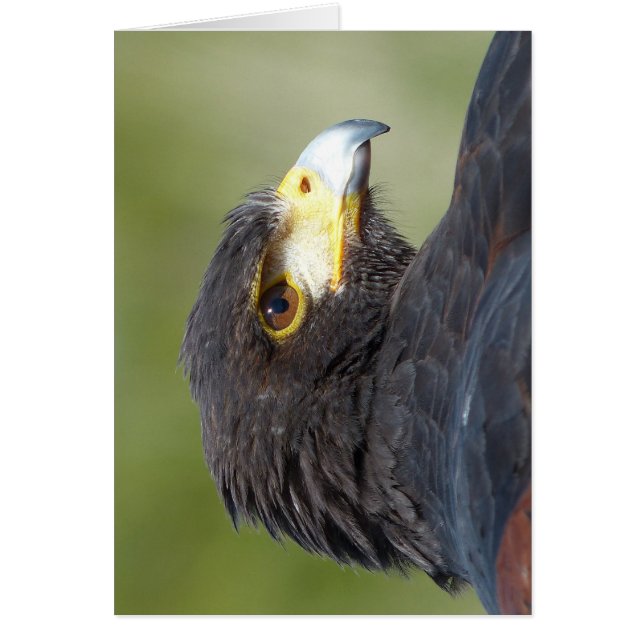 Cartão Harris Hawk (Frente)