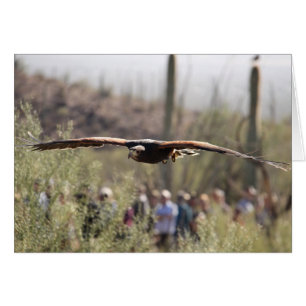 Cartão Harris Hawk em vôo