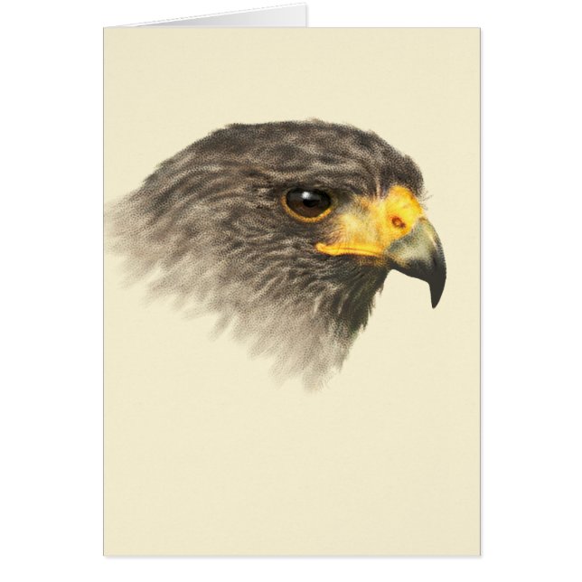 Cartão Harris Hawk - Mídia Mista (Frente)