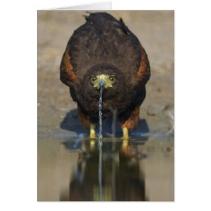 Cartão Harris Hawk o unicinctus de Parabuteo