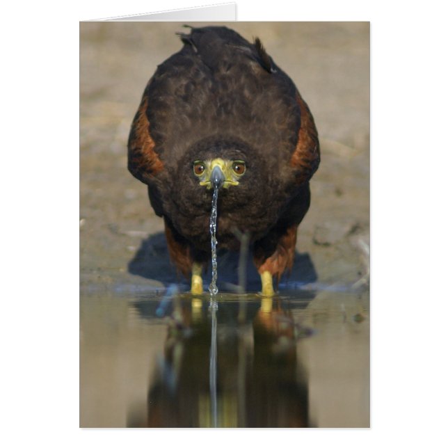 Cartão Harris Hawk Parabuteo unicinctus (Frente)