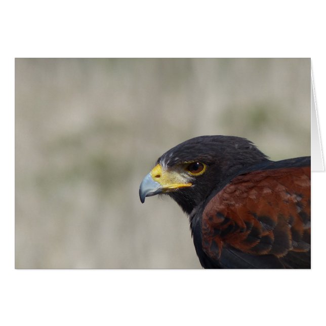 Cartão Harris Hawk - Retrato (Frente Horizontal)