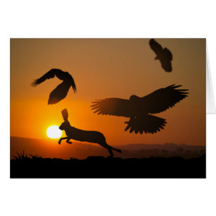 Cartão Harris Hawks
