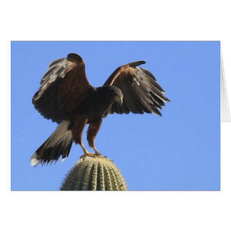 Cartão Harris's Hawk 1
