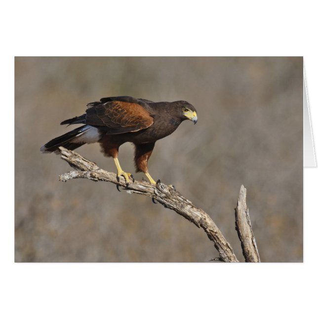Cartão Harris's Hawk perched raptor (Frente Horizontal)
