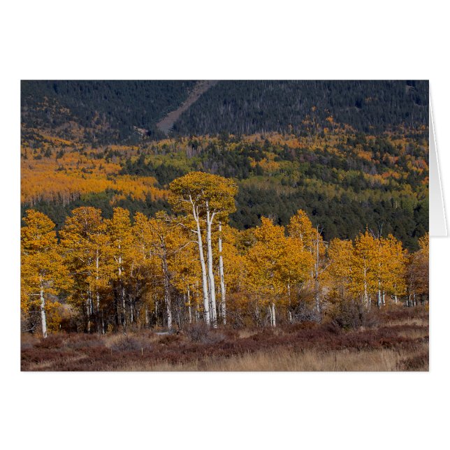 Cartão Hart Prairie Flagstaff, Arizona (Frente Horizontal)