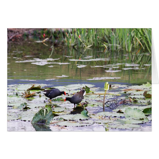 Cartão Havaiana Common Moorhen em Lily Pond (Frente Horizontal)