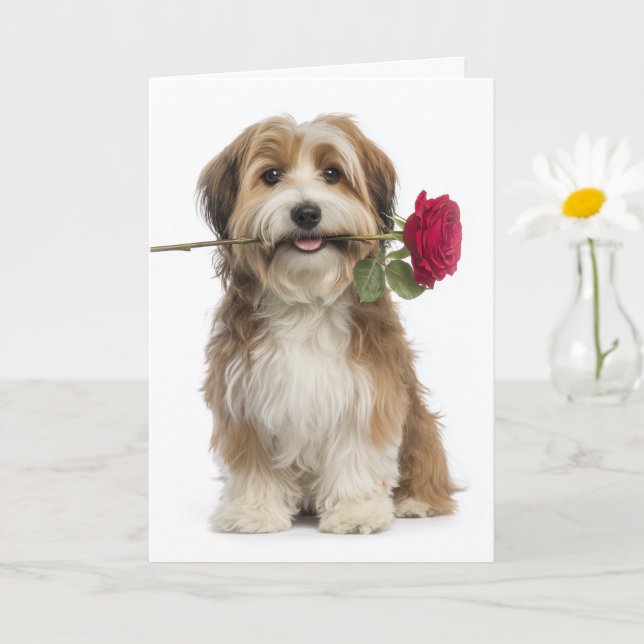 Cartão Havanese Dog Valentine (Planta pequena)