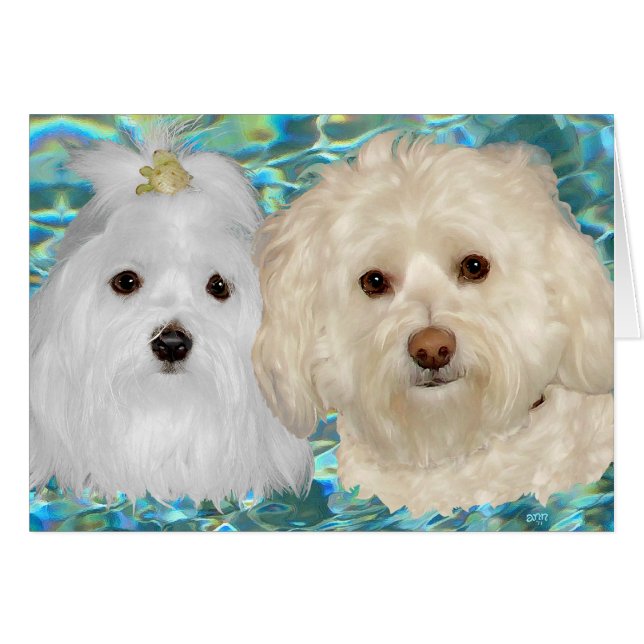 Cartão Havanese e Maltês em Água Turquesa (Frente Horizontal)