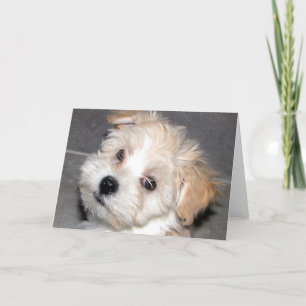 Cartão Havanese Puppy