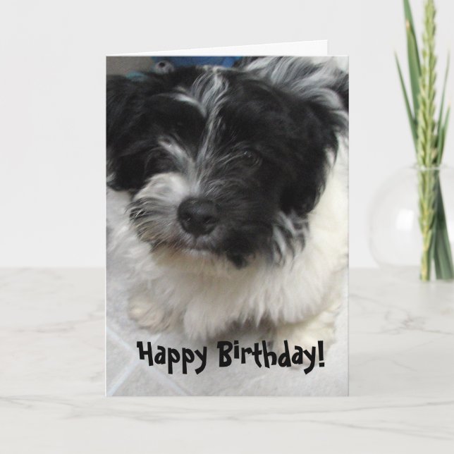Cartão Havanese Puppy Birthday (Frente)