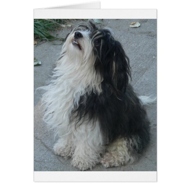 Cartão havanese_sat.png (Frente)
