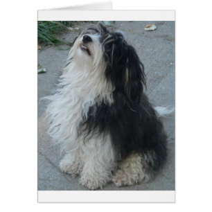 Cartão havanese_sit.png