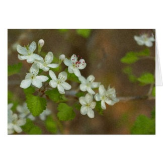 Cartão Haw de salsa