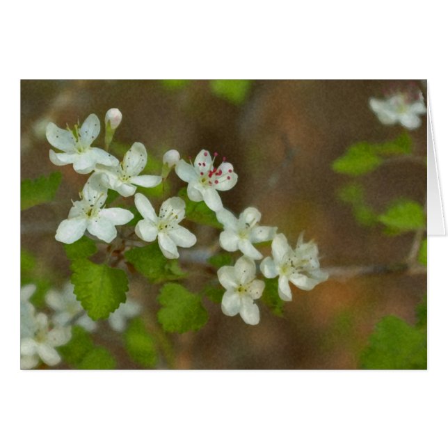 Cartão Haw de salsa (Frente horizontal)